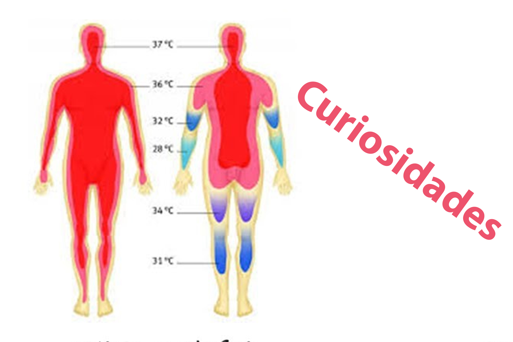 curiosidades calor humano